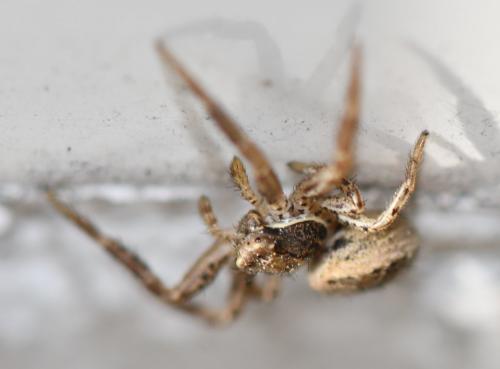 Xysticus sp.