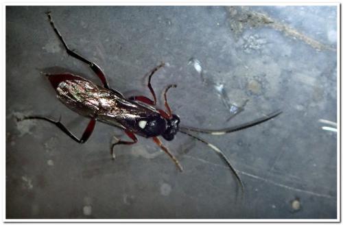 Réf. 248 064 : Hoplismenus (bidentatus-bispinatorius)