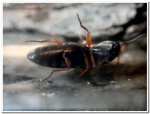 Réf. 248 569 : Cardiophorus sp.