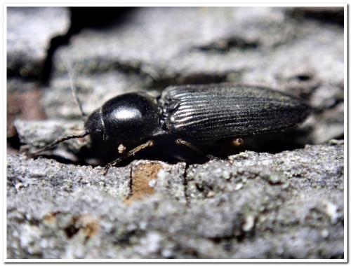 Réf. 248 570 : Cardiophorus sp.