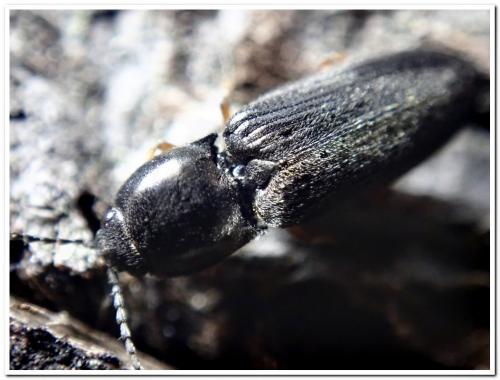 Cardiophorus sp.
