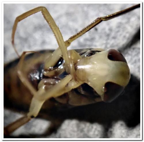 Réf. 248 914 : Corixa punctata