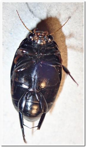 Agabus bipustulatus