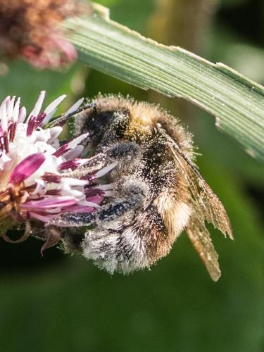 Bombus sp.