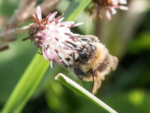 Bombus sp.