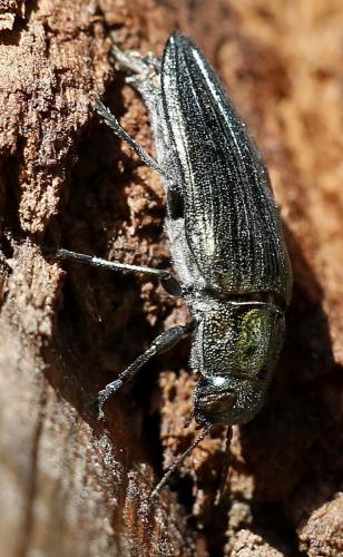 Réf. 248 027 : Buprestis rustica