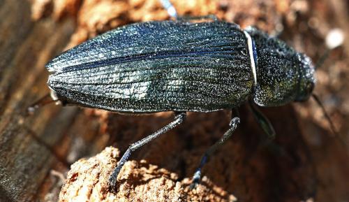 Réf. 248 070 : Buprestis rustica