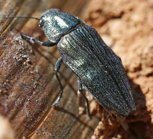 Réf. 248 071 : Buprestis rustica