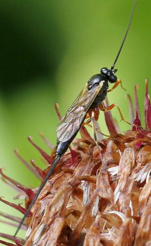 Réf. 248 128 : Lissonota sp.