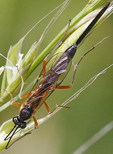 Réf. 248 013 : Lissonota lineolaris