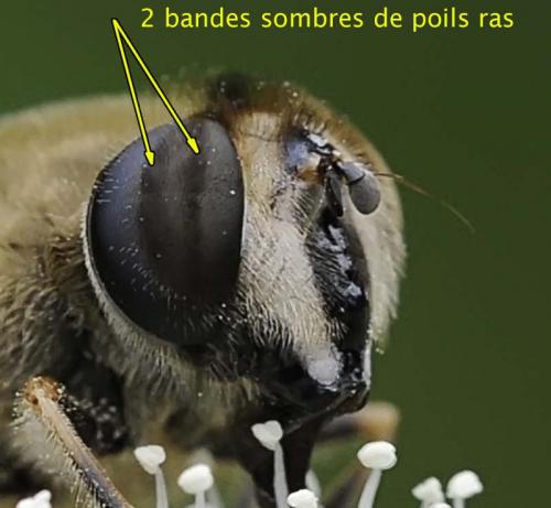 Réf. 248 242 : Eristalis tenax