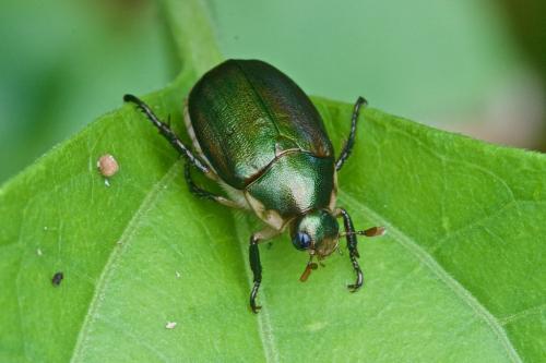 Anomala chloropyga