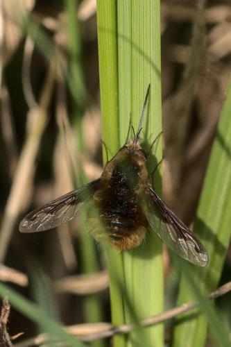 Bombylius major