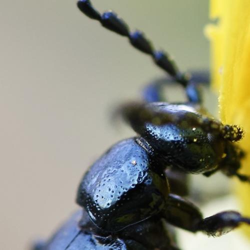 Meloe violaceus