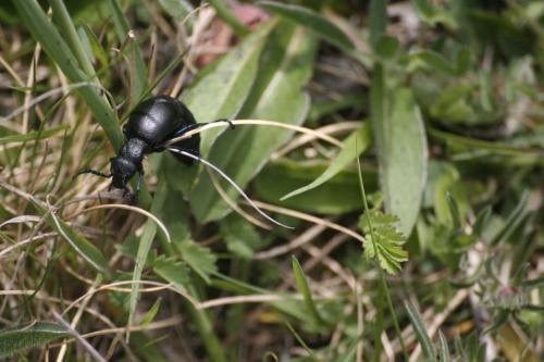 Réf. 248 594 : Meloe proscarabaeus