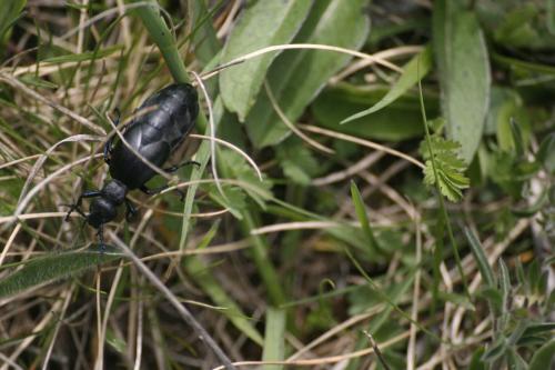 Réf. 248 595 : Meloe proscarabaeus