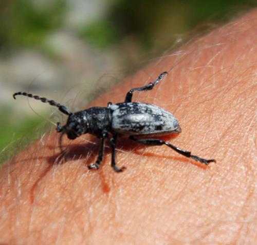 Réf. 248 768 : Iberodorcadion fuliginator