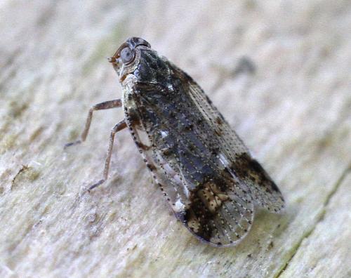 Cixius cunicularius