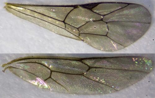 Schizopyga frigida