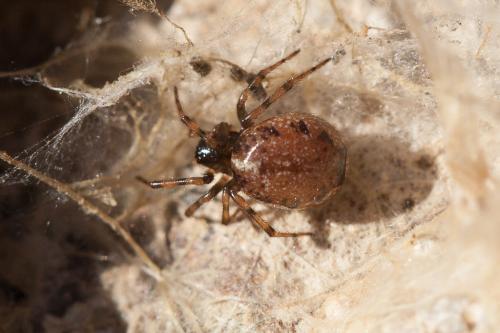 Réf. 248 789 : Enoplognatha sp.