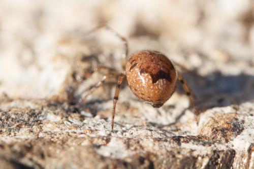 Réf. 248 790 : Enoplognatha sp.