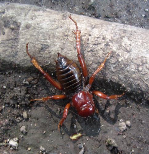 Stenopelmatus sp.