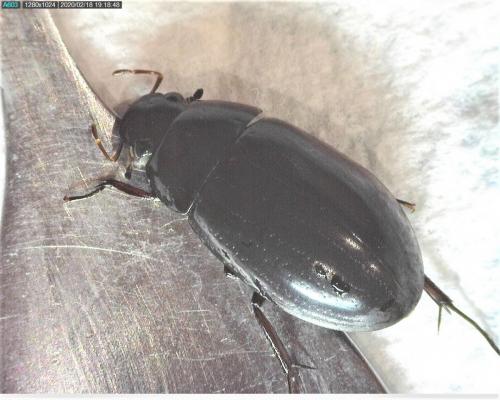 Réf. 248 481 : Hydrochara caraboides