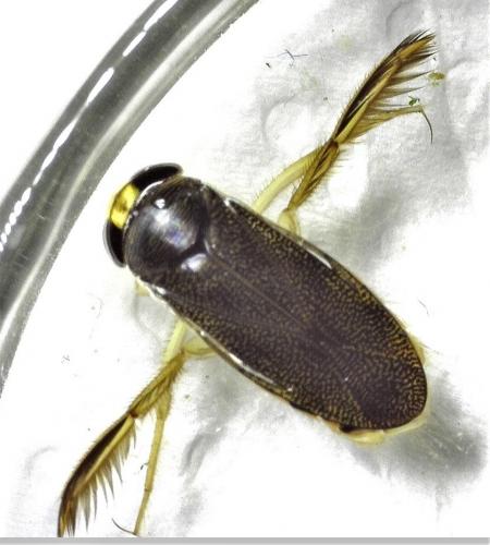 Corixa punctata