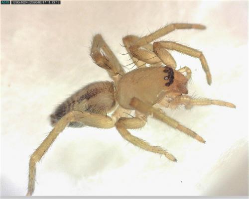 Clubiona sp.