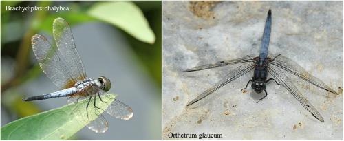 Réf. 248 932 : Orthetrum divers