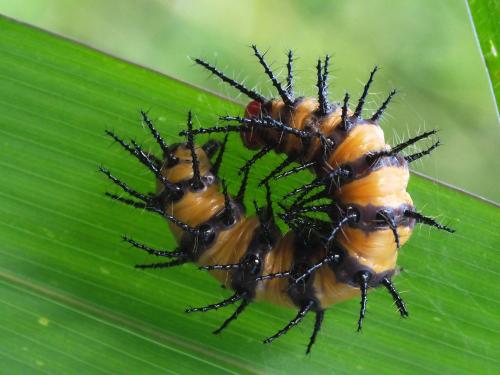 Réf. 248 276 : Acraea zetes