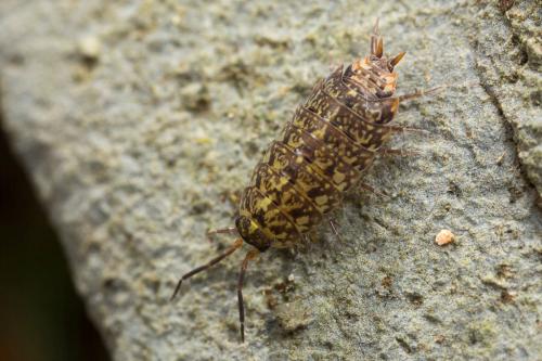Tiroloscia pyrenaica