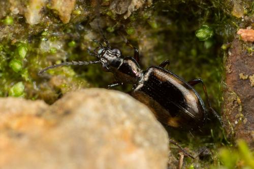 Réf. 248 377 : Bembidion callosum