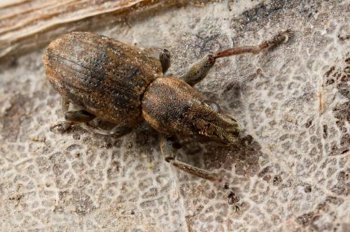 Réf. 248 101 : Sitona obsoletus