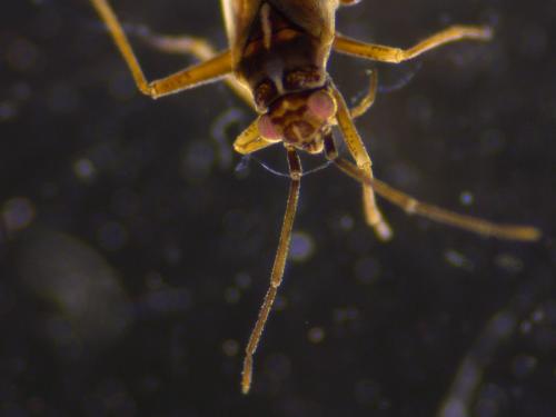Conostethus roseus
