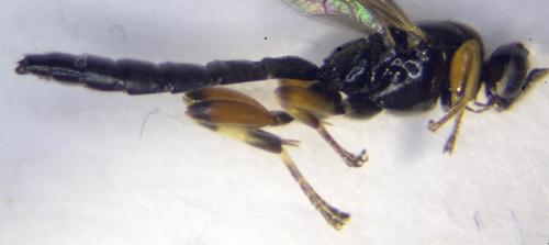 Schizopyga frigida