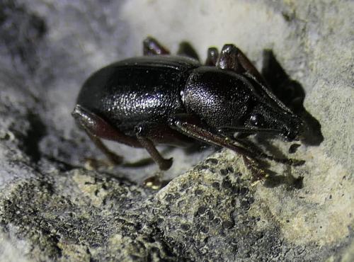 Otiorhynchus sp.