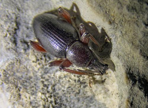 Réf. 248 652 : Otiorhynchus sp.