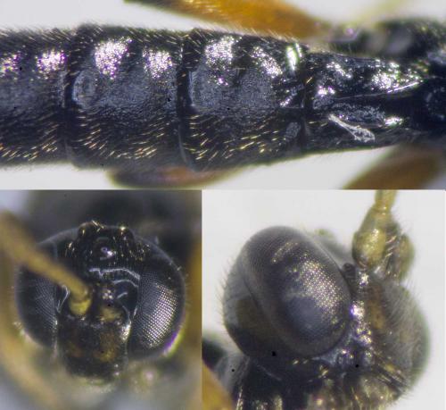 Schizopyga frigida