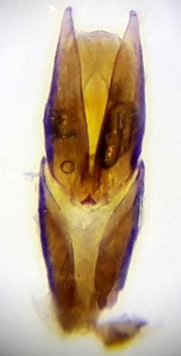 Laccobius femoralis mulsanti