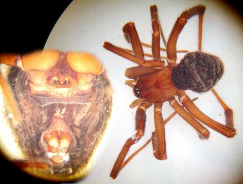 Steatoda grossa