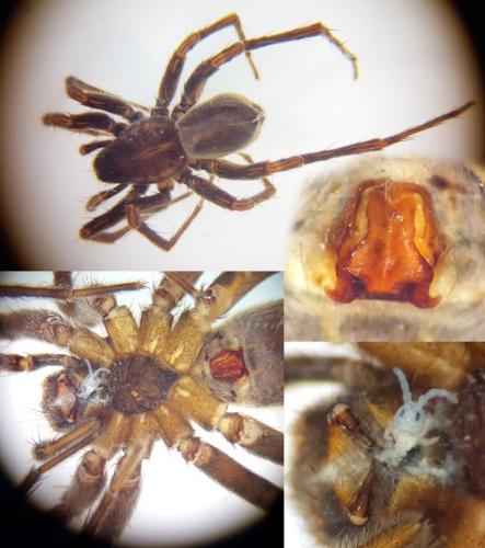 Pardosa agricola