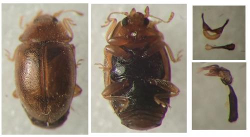 Réf. 248 505 : Rhyzobius litura