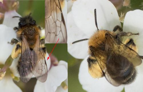 Réf. 248 302 : Andrena bicolor