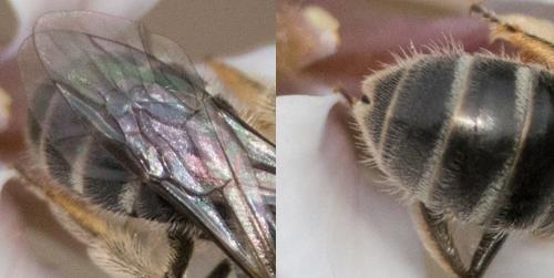 Lasioglossum sp.