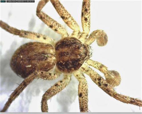 Philodromus dispar