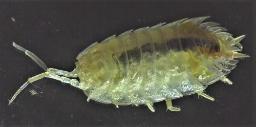 Réf. 248 537 : Oniscus asellus
