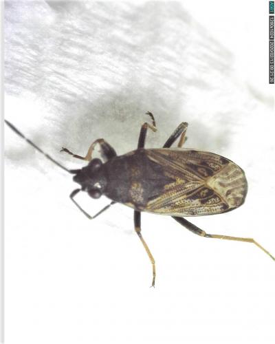 Peritrechus gracilicornis