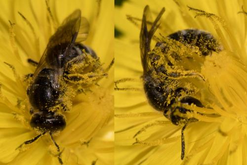 Lasioglossum sp.