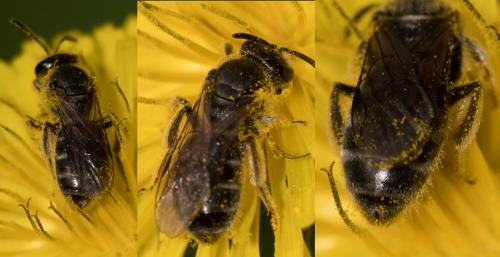 Lasioglossum sp.